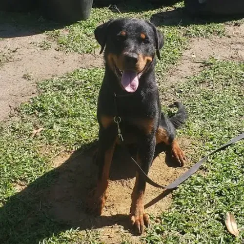 Vendo ou troco rottweiler