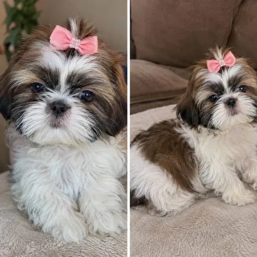 Filhotinhos de Shih-tzu