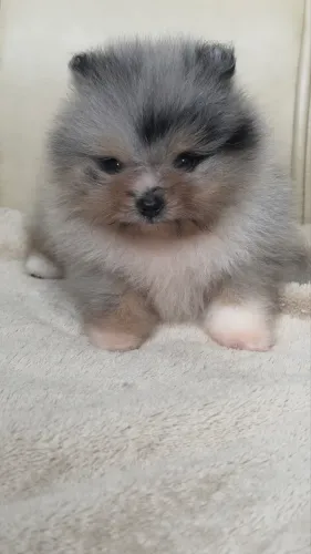 LULU DA POMERANIA (Spitz alemão )