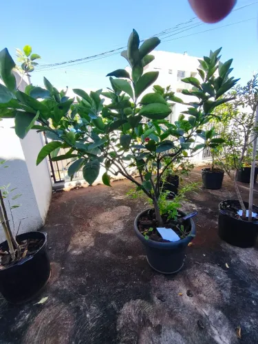 Muda Laranja Bahia altura 90cm
