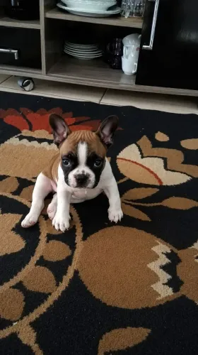 Bulldog Francês Filhote