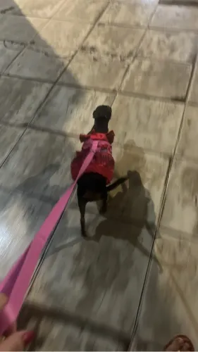 Pet
