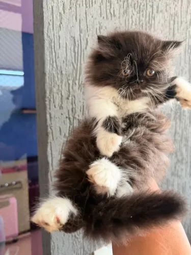 Gato Persa