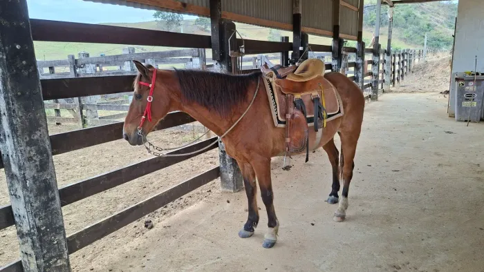 Vendo cavalo 
