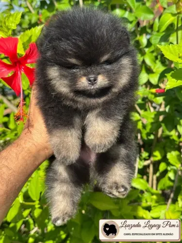 Spitz alemão