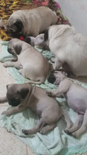 Vendo filhote de Pug disponível