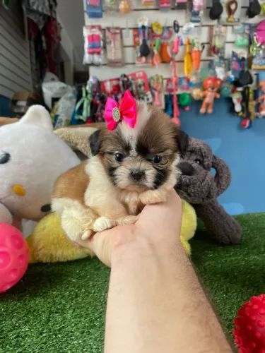 Shihtzu fêmea tricolor mini disponível 