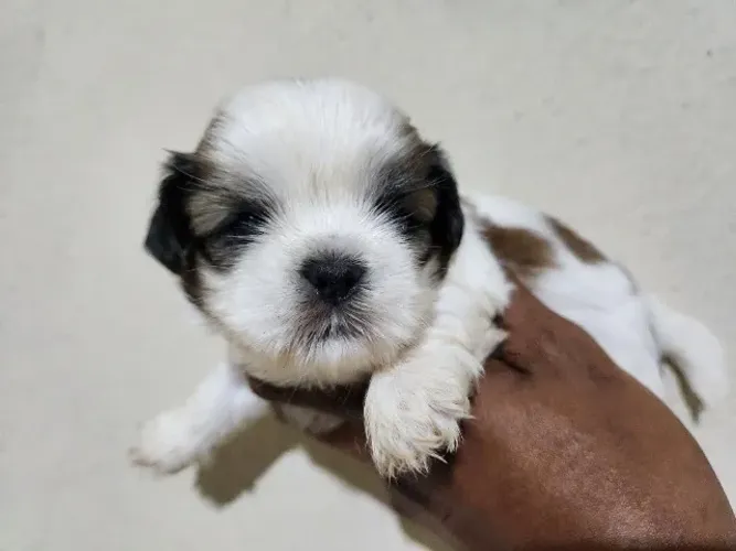 filhotes de shih tzu