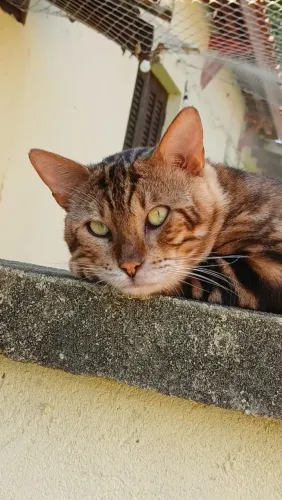 Bengal macho adulto