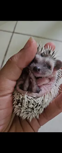 Pet