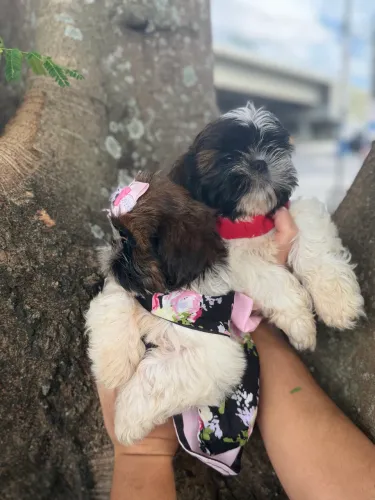 Filhote de shih tzu macho e fêmea