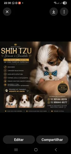<br><br>Shih Tzu Machinho - Branco e Chocolate | Linhagem Selecionada