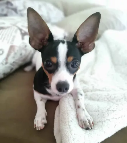 Cachorro Pincher