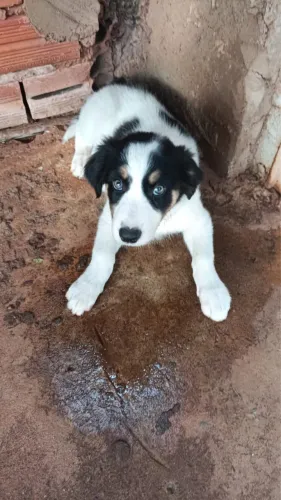 Vendo filhotes de border collier 2 meses