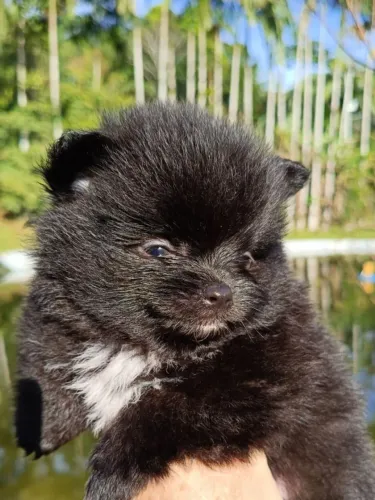 Spitz Alemão Macho Preto
