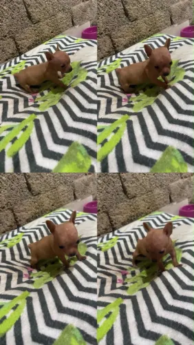Pinscher zerinho fêmea
