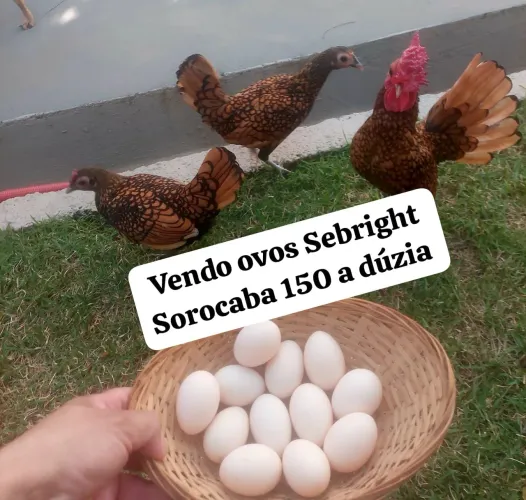 Vendo ovos Sebright Dourado
