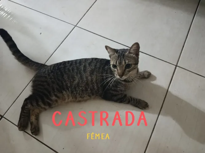 Adoção responsável