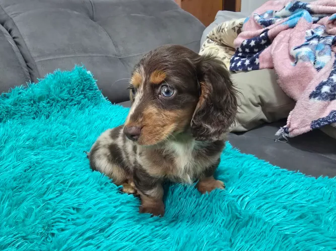Daschund macho pelo longo alerquim chocolate kaneich.