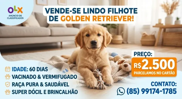 Vende-se lindo filhote de Golden Retriver