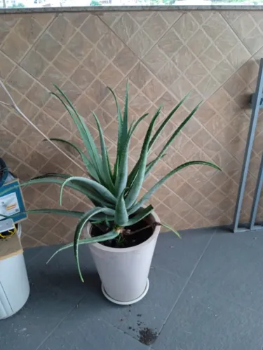 Vendo plantas Babosa e mudas