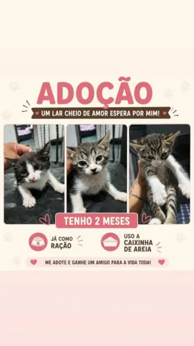 Doa-se Gatinhos com 2 mês / fêmeas 