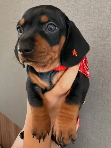 Mini Dachshund - Salsichinha