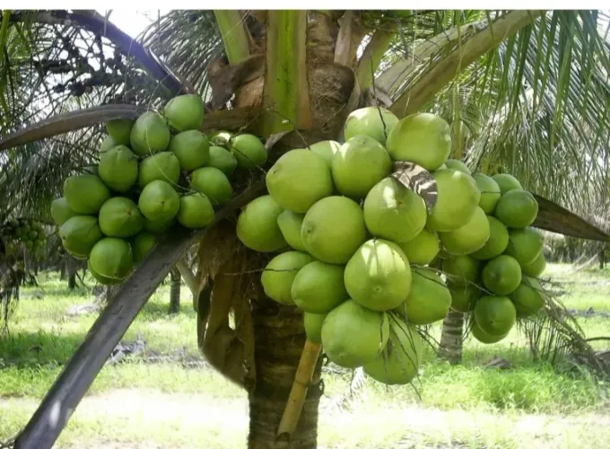 Muda de coqueiro anão 