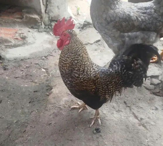 Vendo galinho