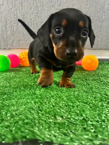 Basset 