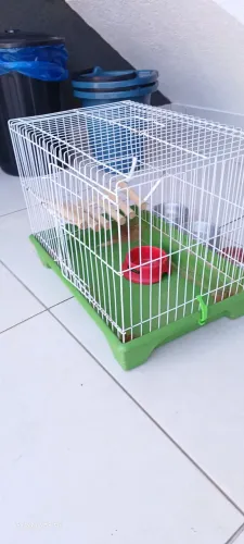 Gaiola para Porquinho Índia e Coelho 