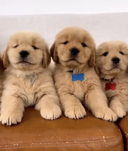 Golden Retriever - Companheiro Fiel Te Esperando 