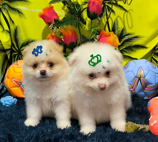 Lulu da Pomerânia machinhos anões 