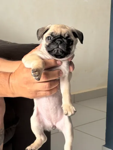 Filhote pug