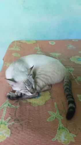 Procuro gata fêmea branca!