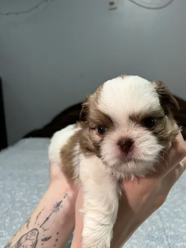 Filhotes de Shihtzu