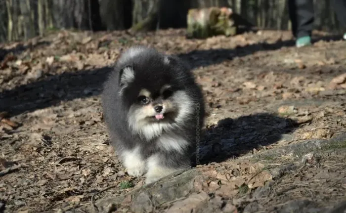 Spitz alemao pequenos e peludos
