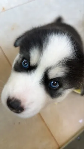 Husky siberiano