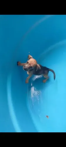 Teckel salsicha com pinscher filhote macho 2 meses