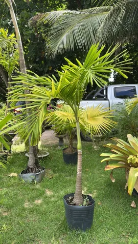 Temos palmeiras de vários tamanhos e espécies pra embelezar o seu jardim