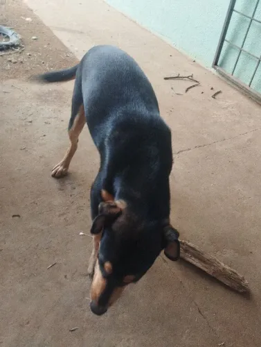 Doação de cachoro