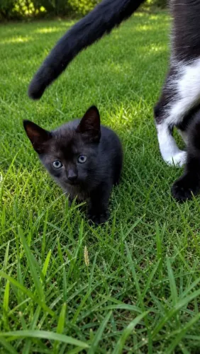 Gatinhos para doação 