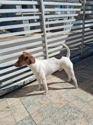 Para adoção cachorro Fox paulistinha