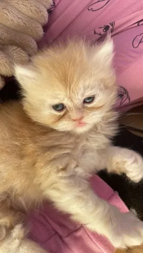 Gatinhas persa......................
