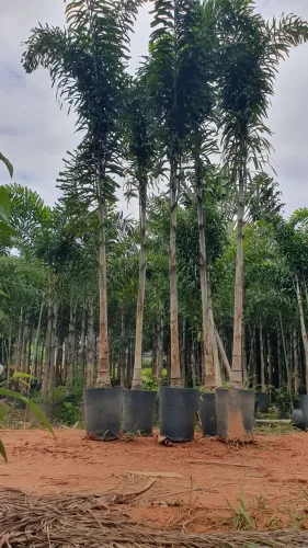 PALMEIRA RABO DE RAPOSA 3,5 MTS 