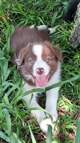 Filhotes de Border Collie