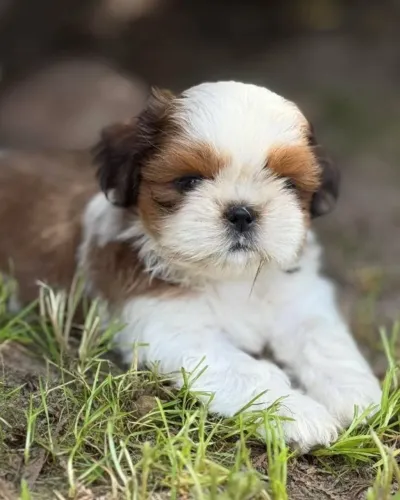 Lindos Shih Tzu prontos para um novo lar