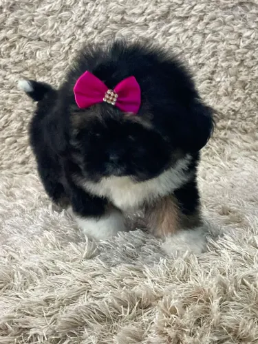 Shih tzu femea 