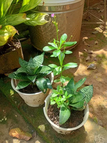 Vendo algumas Plantas 