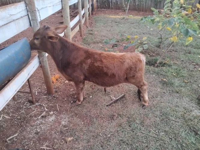 Vendo garrote santa rosalia puro